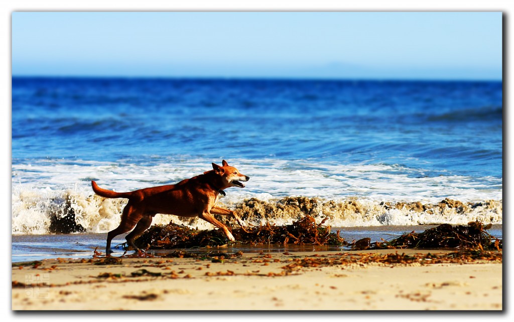 Perro corriendo por la playa