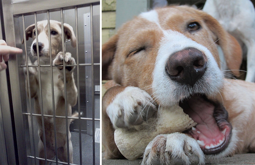 pet-adoption-before-and-after-10__880