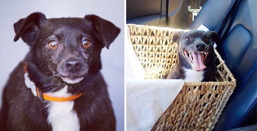 pet-adoption-before-and-after-14__880