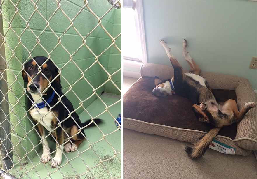 pet-adoption-before-and-after-5__880