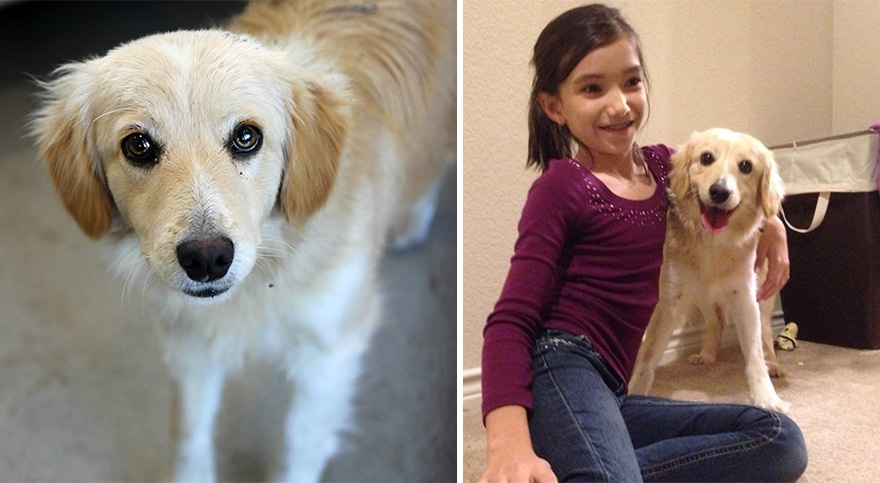 pet-adoption-before-and-after-8__880