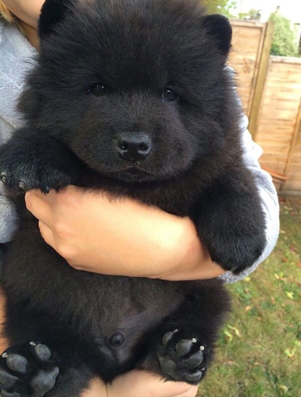 chubby-puppies-bear-cub-look-alikes-1__605