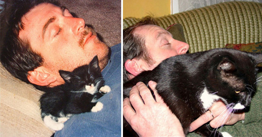 before-and-after-growing-up-cats-20__880