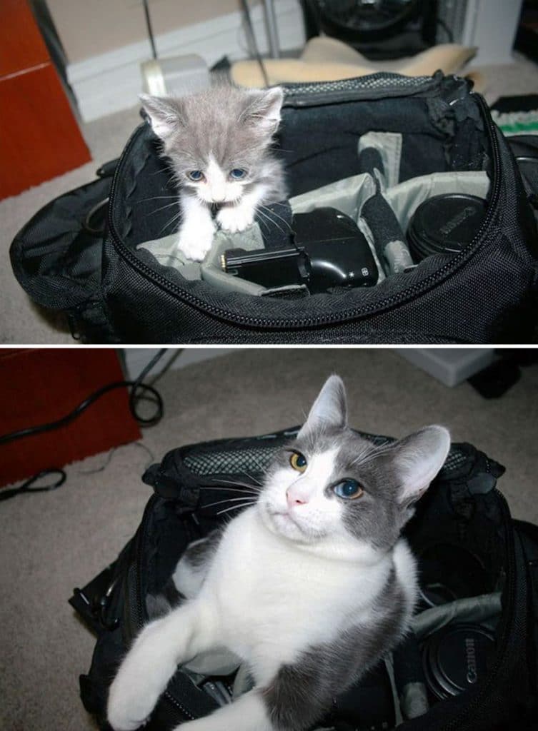 before-and-after-growing-up-cats-3__880