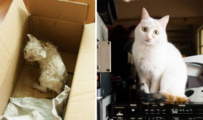 rescue-cat-abandoned-before-after-182__700