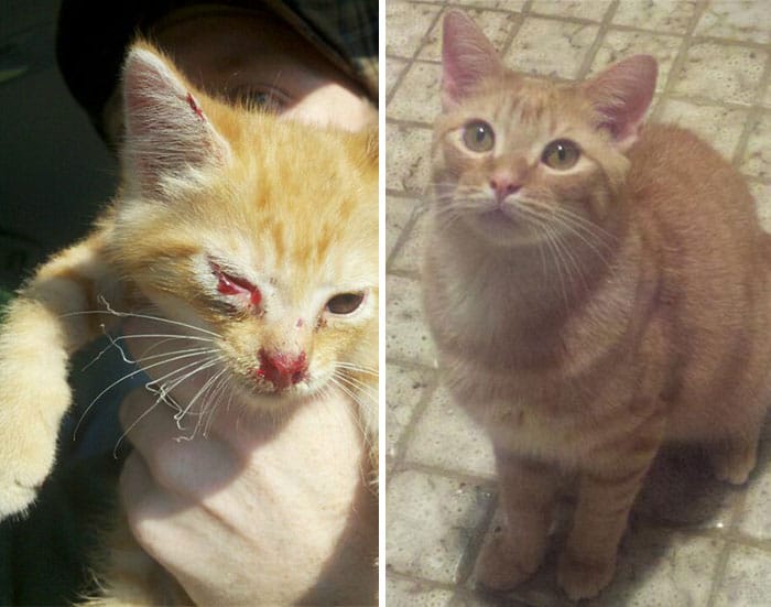 rescue-cat-abandoned-before-after-26__700