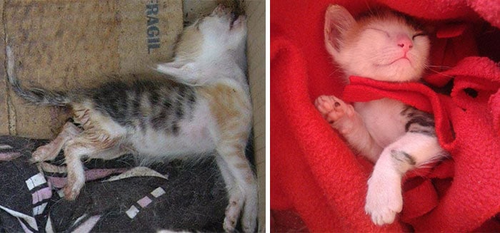 rescue-cat-abandoned-before-after-311__700