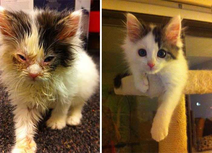 rescue-cat-abandoned-before-after-35__700