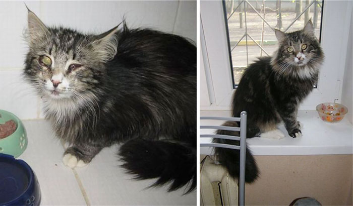 rescue-cat-abandoned-before-after-62__700