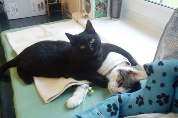 veterinary-nurse-cat-hugs-shelter-animals-radamenes-bydgoszcz-poland-1