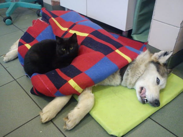veterinary-nurse-cat-hugs-shelter-animals-radamenes-bydgoszcz-poland-4