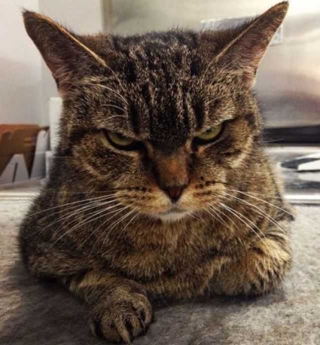 gatos que parecen permanentemente enfadados 1_opt (1)
