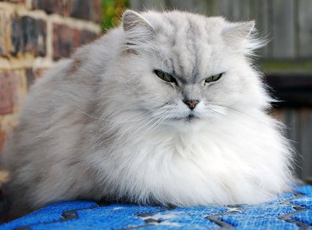 gatos que parecen permanentemente enfadados 6_opt (1)